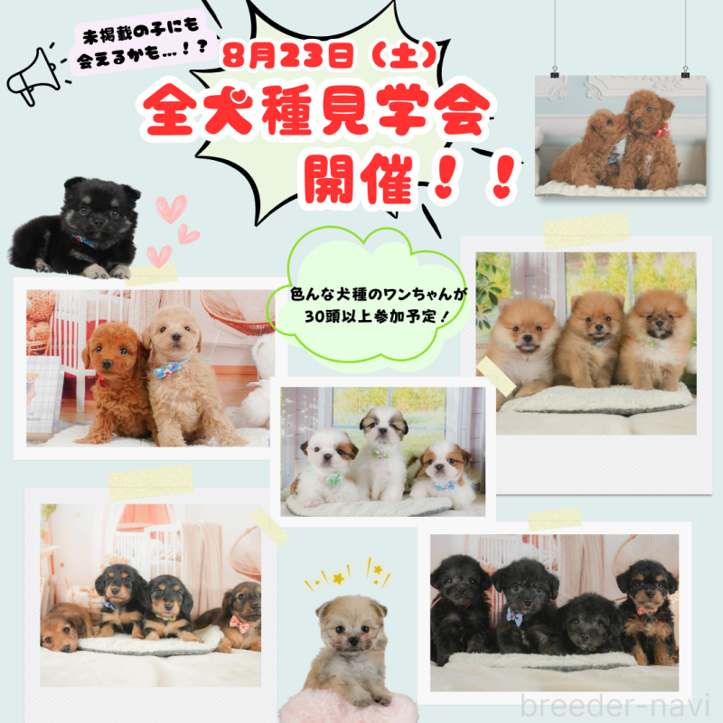 成約済の静岡県のチワワ(ロングコート)-397405の4枚目